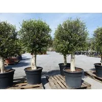 gruenwaren jakubik Olivenbaum winterharter XL Olivenbaum Premium 45 Jahre, dicke Stämme, winterhart