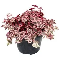 Exotenherz Kaktus Crassula marginalis - 12cm Topf