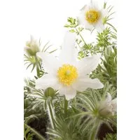 Pflanzen für Dich Staude Pulsatilla vulg. Alba, 1 St., Küchenschelle, Kuhschelle, Wiesenküchenschelle