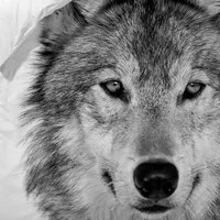 TRAUMSCHLAF Bettwäsche Wolf, Renforce, 2 teilig, glatte Baumwolle Qualität