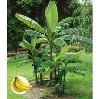 BALDUR Garten Bananenbaum Winterharte Banane 'grün', 1 St., Bananenstauden, winterhart, mehrjährig, pflegeleicht