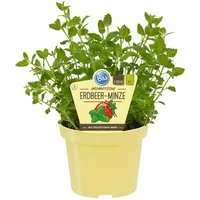 Exotenherz Gewürzkraut Erdbeer-Minze in BIO-Qualität Mentha species Kräuterpflanze 12cm Topf