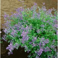 Pflanzen für Dich Staude Nepeta faassenii Kit Cat, 1 St., Katzenminze, Blaue Katzenminze