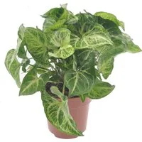 meinvipshop Zimmerpflanze Syngonium Arrow Zimmerpflanze 25 cm