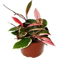 Exotenherz Zimmerpflanze Hoya carnosa Flamingo Dream Zimmerpflanze mit rosa Neutrieb 12cm Topf