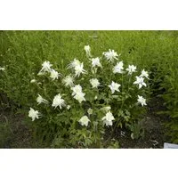 Pflanzen für Dich Staude Aquilegia caer. Kristall, 1 St., Akelei