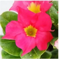 Exotenherz Topfpflanze Dipladenia Chilenischer Jasmin versch. Farben 10cm Topf 1 Pflanze