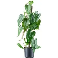 Kunstblume Flamingoblume, Creativ green, Höhe 66 cm, mit verschlungenem Stamm