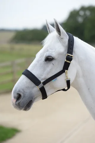 Halfter Comfort