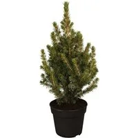 Pflanzen für Dich Konifere Picea glauca Conica, 1 St., Zuckerhutfichte, Weißfichte, kegelform, immergrün
