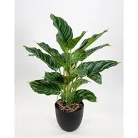 Kunstpflanze Calathea 50cm grün-hellgrün im Topf ZF Kunstblume künstliche Pflanze Korbmarante, Seidenblumen Roß, Höhe 50 cm