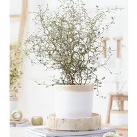 BALDUR Garten Zimmerpflanze Maori® Sophora Cotoneaster 'Little Baby', 1 St., Strukturpflanze, duftend, pflegeleicht