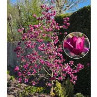 BALDUR Garten Zierstrauch Magnolie 'Genie®', 1 St., Magnolia, winterhart, mehrjährig, pflegeleicht