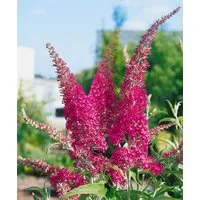 Pflanzen für Dich Gehölze Buddleja davidii Summer Beauty, 1 St., Schmetterlingsflieder, Sommerflieder