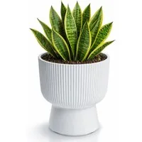 Prosperplast Blumentopf Milly Round, inkl. Pflanzeinsatz, 23,9 x 30,5 cm