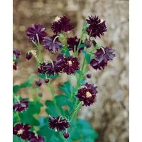 Pflanzen für Dich Staude Aquilegia atrata, 1 St., Schwarze Akelei, Dunkle Akelei