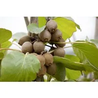 Pflanzen für Dich Obstpflanze Actinidia chinensis Jenny, 1 St., Kiwi, Kiwipflanze, Kiwistrauch, selbstfruchtend, essbare Früchte