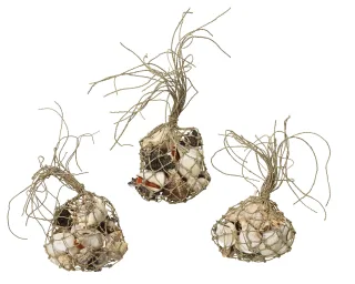 Deko-Muscheln