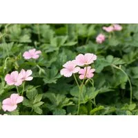 Pflanzen für Dich Staude Geranium oxonianum Wargrave Pink, 1 St., Storchschnabel