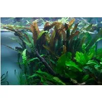 Aquaone Wasserpflanze Aquarium Pflanze Cryptocoryne usteriana Nr.120