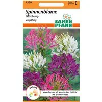 SAMEN PFANN Blumensamen Spinnenpflanze, Mix - Saatgut Samen, Cleome spinosa
