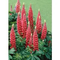 Pflanzen für Dich Staude Lupinus polyph. Edelknabe, 1 St., Lupine, Vielblättrige Lupine