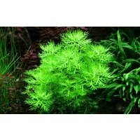 Aquaone Wasserpflanze Aquariumpflanze Hottonia palustris Nr.027