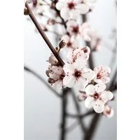 Pflanzen für Dich Gehölze Prunus cistena, 1 St., Blutpflaume, Zierpflaume