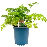 Pflanzen für Dich Staude Petroselinum crispum, 1 St., Petersilie, Gartenpetersilie