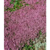 Pflanzen für Dich Bodendecker Thymus serpyllum Magic Carpet, 1 St., Sand-Thymian, Feld-Thymian, Quendel, teppichartig, rosablühend