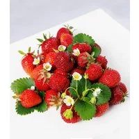 BALDUR Garten Obstpflanze 4er-Erdbeer-Mix 'Sortenreich', 8 St., Erdbeeren, winterhart, mehrjährig, pflegeleicht