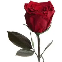 Kunstblume Ewige Rose konserviert mit Stiel echte haltbare Blume Rose, ROSEMARIE SCHULZ Heidelberg, Höhe 30 cm, Infinity Rose, Geschenk für Frauen, Valentinstag, Made in Germany