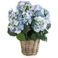 Künstliche Zimmerpflanze Topfpflanze Hortensie, Emerald, Höhe 45 cm, Künstlich, Blau, Hortensie, H: 45cm
