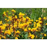 Pflanzen für Dich Staude Oenothera tetr. Sonnenwende, 1 St., Nachtkerze, Schmalblättrige Nachtkerze