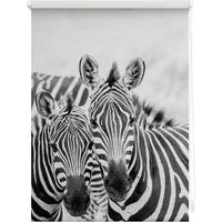 Seitenzugrollo Klemmfix Motiv Zebra, LICHTBLICK ORIGINAL, Lichtschutz, ohne Bohren, freihängend, Klemmfix, bedruckt