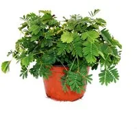 Exotenherz Zimmerpflanze Mimose Rühr-Mich-Nicht-An Die Pflanze reagiert auf Berührung 9cm Topf