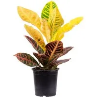 Flowerbox Zimmerpflanze Wunderstrauch "Petra" - Codiaeum Petra, - Höhe ca. 40 cm, Topf-Ø 13 cm