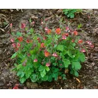 Pflanzen für Dich Staude Geum riv. Flames of Passion, 1 St., Bach-Nelkenwurz