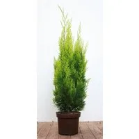 Pflanzen für Dich Konifere Chamaecyparis lawsoniana Ivonne, 1 St., Lawsons Scheinzypresse, Gelbe Scheinzypresse, gelbgrün, säulenförmig