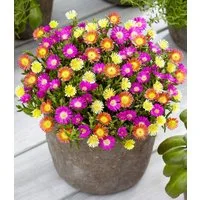 BALDUR Garten Bodendecker Winterharte Eisblumen 'Summer Mix', 9 St., Mittagsblume, reichblühend, winterhart, mehrjährig, pflegeleicht