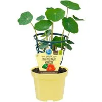 Exotenherz Gewürzkraut Kapuzinerkresse Tropaeolum majus Kräuterpflanze im 12cm Topf