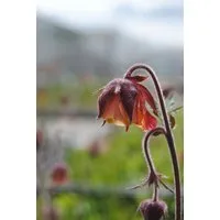 Pflanzen für Dich Staude Geum rivale, 1 St., Bach-Nelkenwurz, Wasser-Nelkenwurz
