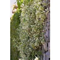 Pflanzen für Dich Bodendecker Euonymus fortunei Emerald Gaiety, 1 St., Kriechspindel, Spindelstrauch, zweifarbig, kletternd