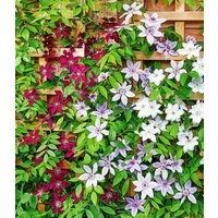 BALDUR Garten Zierstrauch Winterharte Clematis Triologie, 3 St., Kletterpflanze, winterhart, mehrjährig, pflegeleicht
