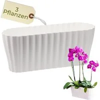 GarPet Blumentopf Orchideentopf Transparent Länglicher Orchideenkasten mit Stufenboden