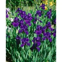 Pflanzen für Dich Staude Iris barb. Rheintraube, 1 St., Bart-Iris, Schwertlilie