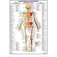 Poster Educational - Bildung - Poster - The Human Body - Posterior Muscle