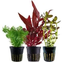 Aquaone Wasserpflanze Pflanzen Set mit 3 Mittelgrund Wasserpflanzen Nr.228