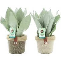 meinvipshop Zimmerpflanze 2er Sansevieria trifasciata Moonshine 35cm mit Übertopf