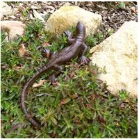 Antikas Wanddekoobjekt Tischdekoration Eidechse, Garten Salamander, Gecko zum Aufhängen
